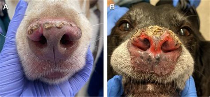 What is nasal solar dermatitis in dogs?