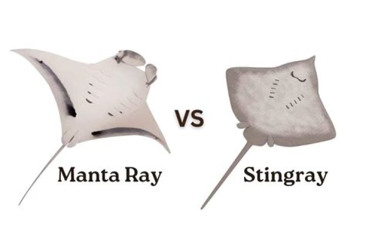 What is similar to a stingray?