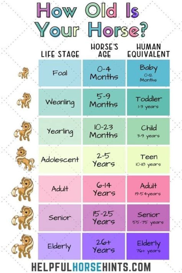 What is the average lifespan of a Friesian horse?
