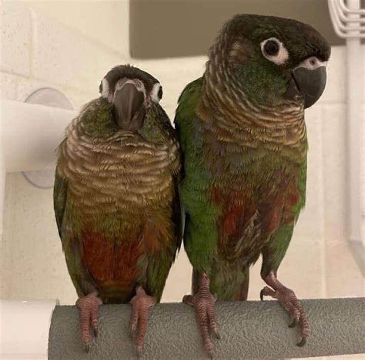 What is the average price of a green cheek conure?