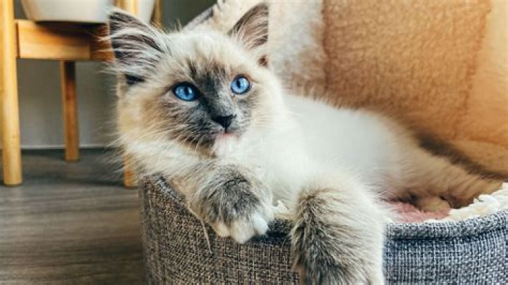 What is the best food for Ragdoll cats?