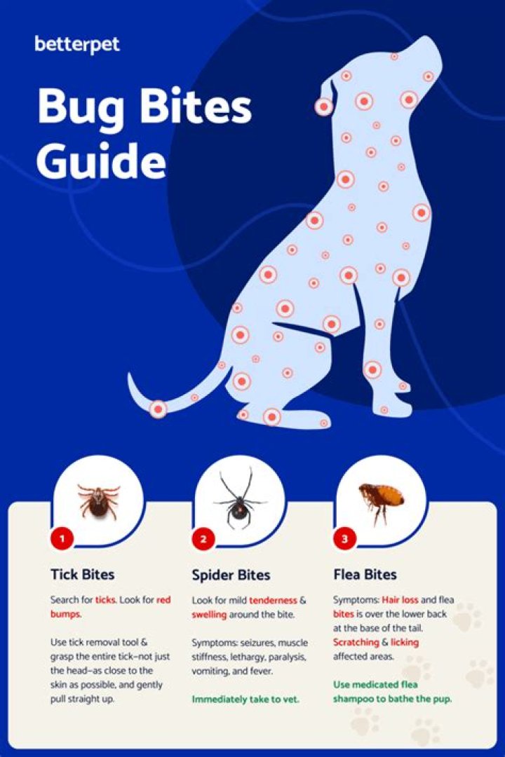 What is the best thing to put on black fly bites?
