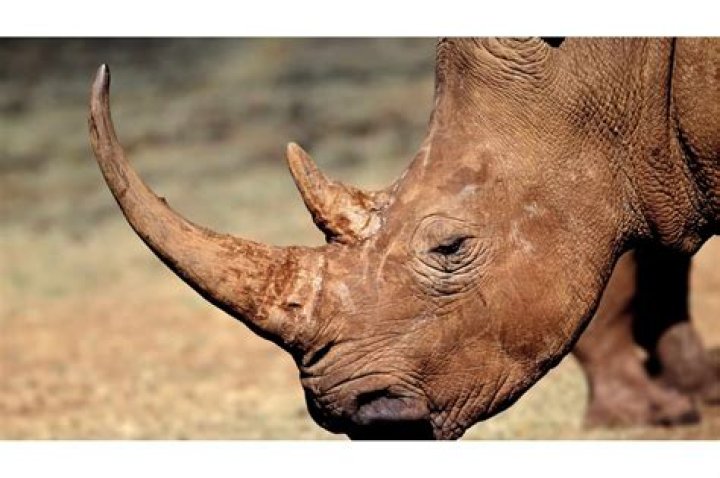 What is the biggest horn?