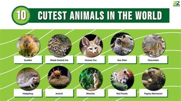 What is the cutest animal in the world 2020?