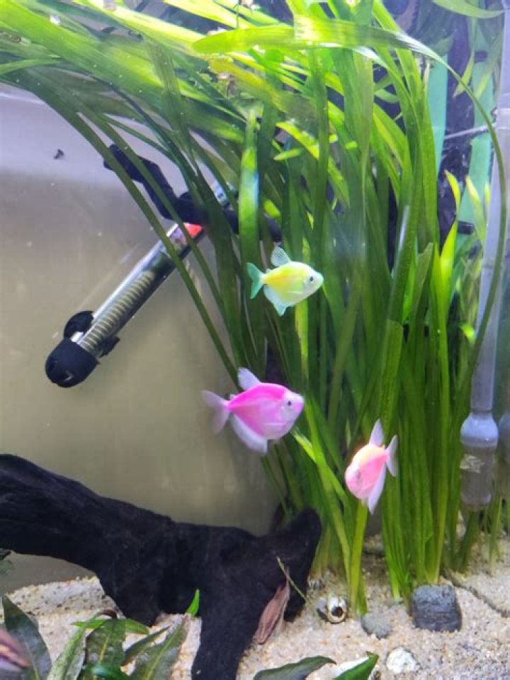 What is the definition aquarium?