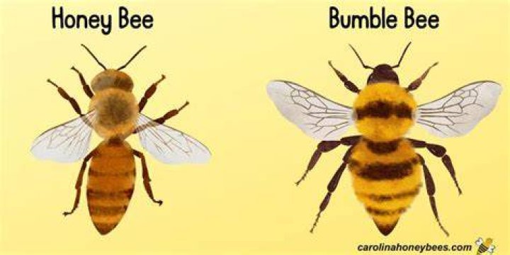 What is the difference between a bee and a bumble bee?
