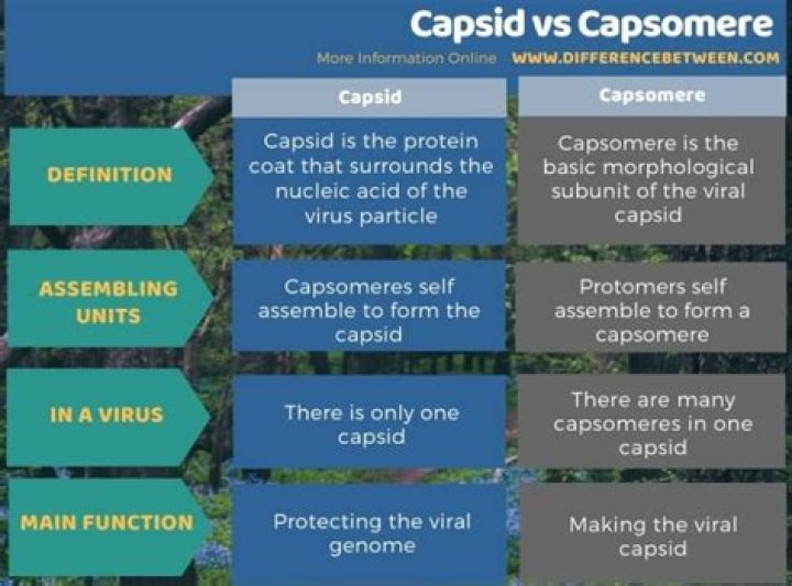 What is the difference between capsid and Capsomere?