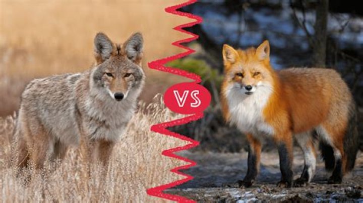 What is the difference between Fox rhythm and performance?