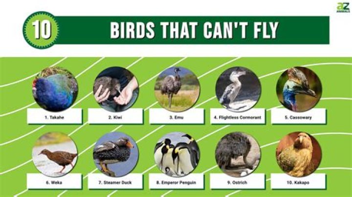 What is the fastest bird that Cannot fly?