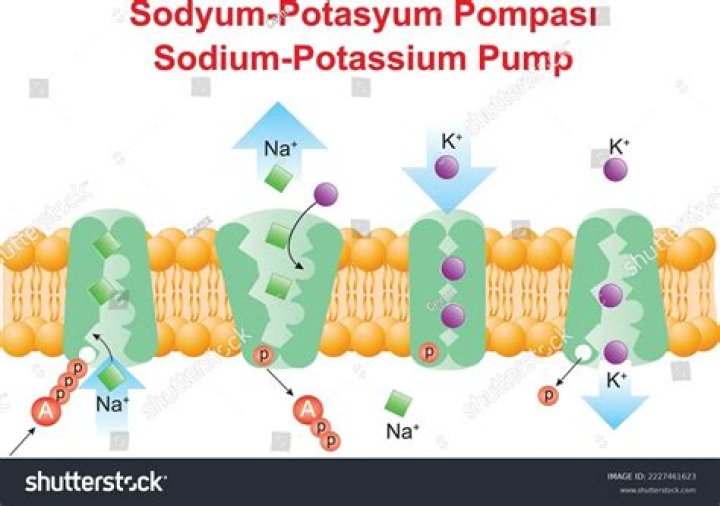 What is the formula of sodium potassium?