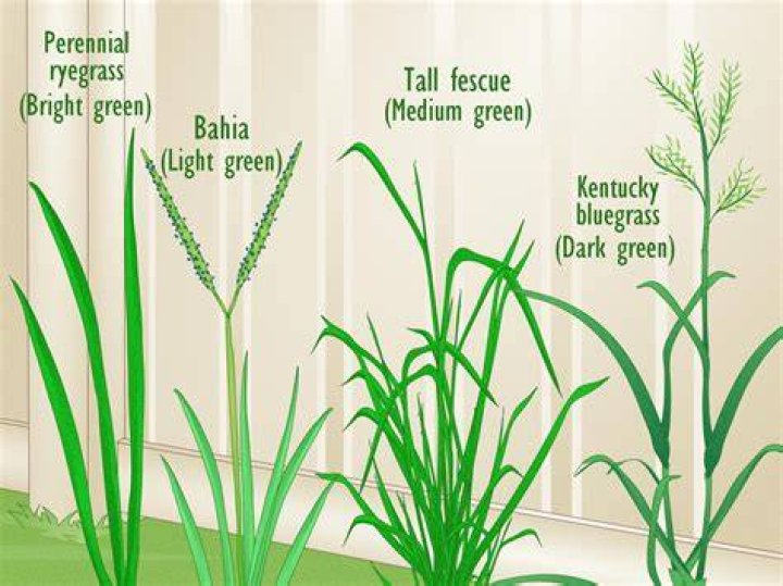 What is the grass saying in the tall grass?