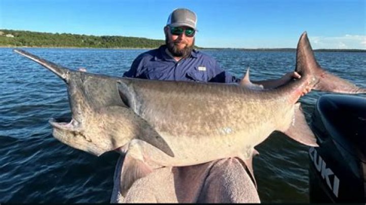 What is the largest freshwater fish in North America?