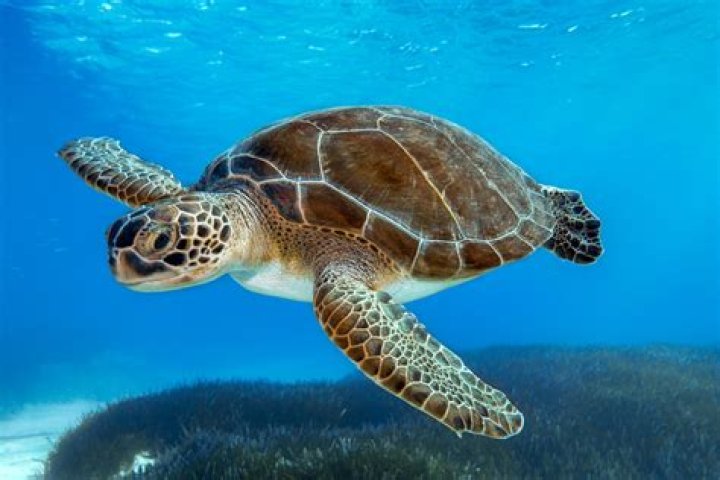 What is the meaning of sea turtles?