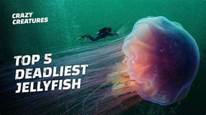 What is the most deadliest jellyfish in the world?