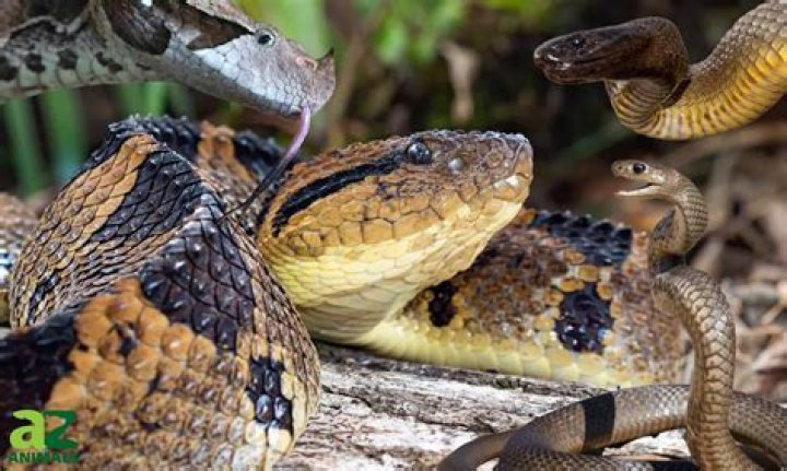 What is the most poisonous snake in the Philippines?