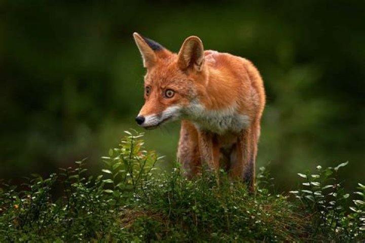 What is the most popular animal in Italy?