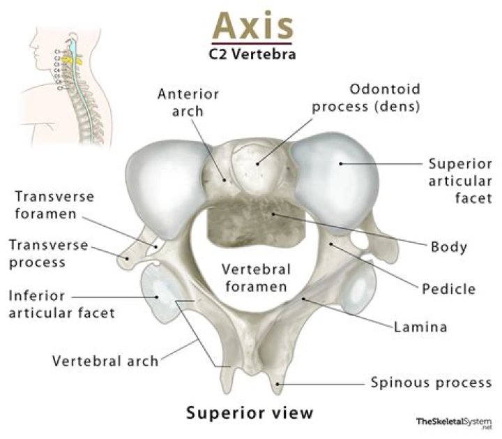 What is the most posterior structure of the Atlas C1 vertebra?