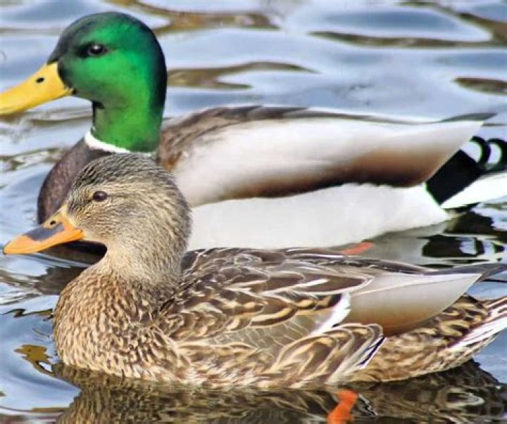 What is the name of a brown duck?