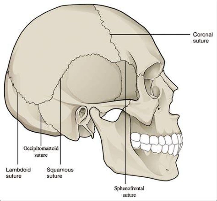 What is the Occipitomastoid suture?