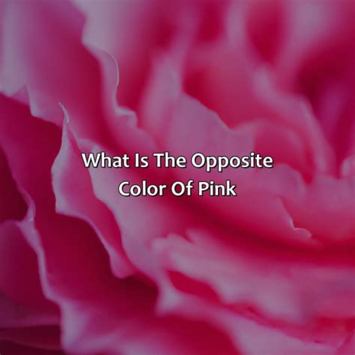 What is the opposite of flower in Urdu?