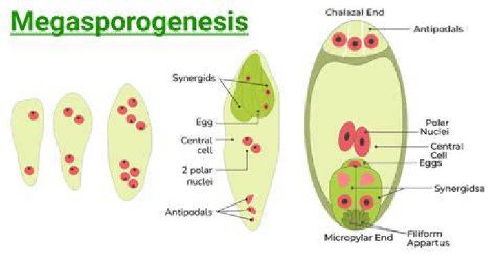What is the ploidy level of Nucellus MMC functional Megaspore and female gametophyte?
