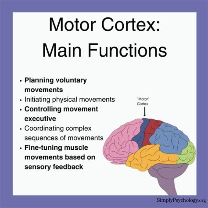 What is the primary function of cortex and pith?