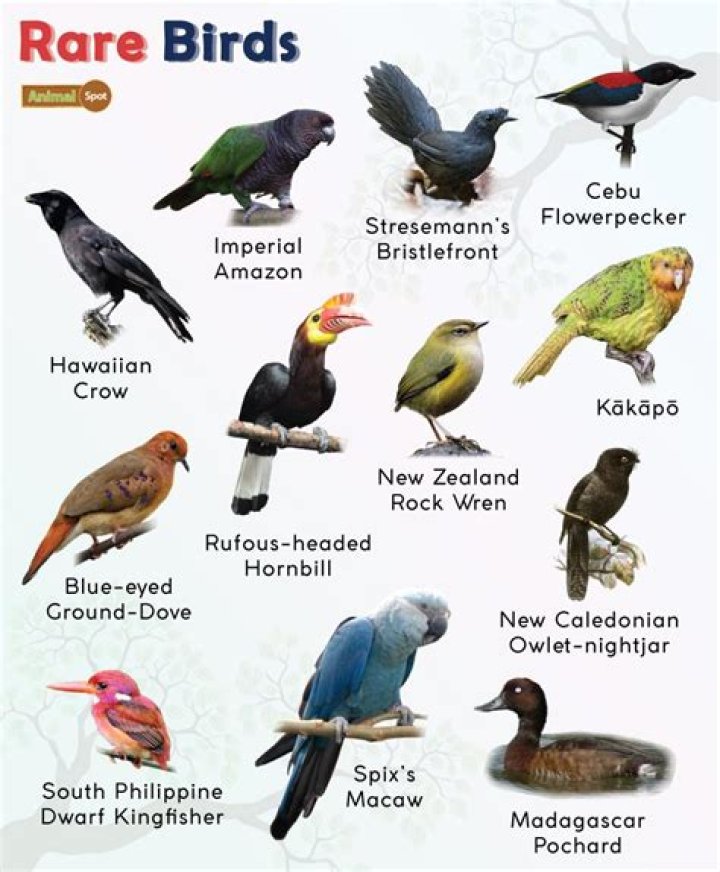 What is the rarest animal in Ireland?