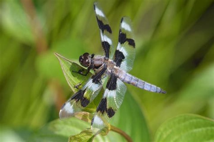What is the saying about dragonflies?