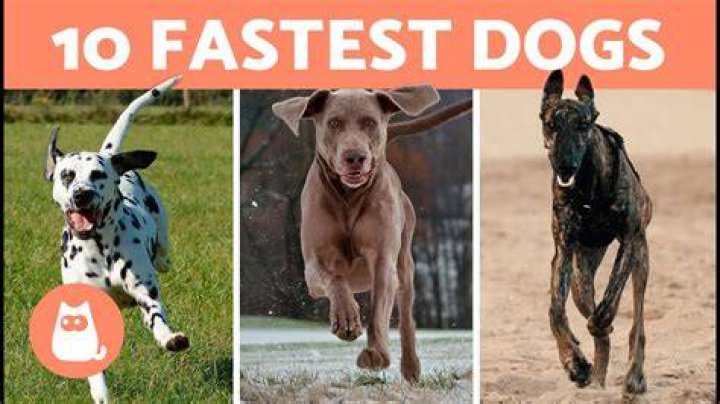 What is the second fastest dog breed?