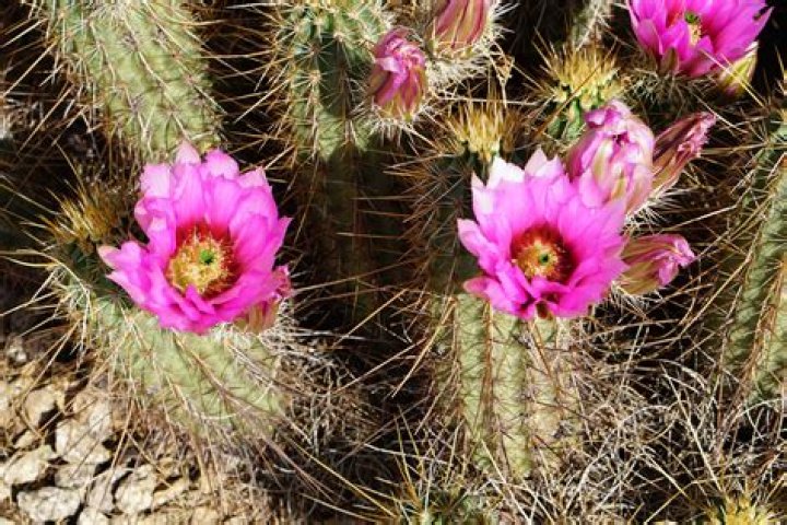 What is the smallest cactus?