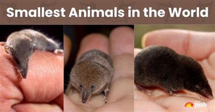 What is the smallest living matter?