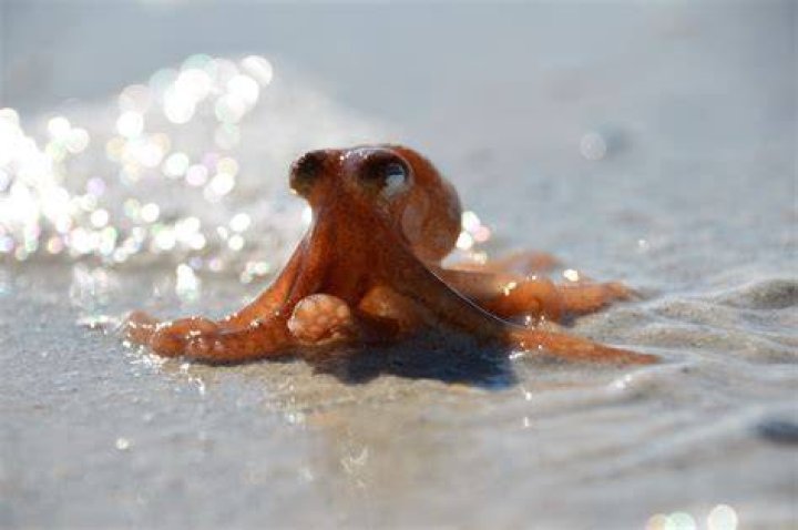 What is the smallest octopus called?