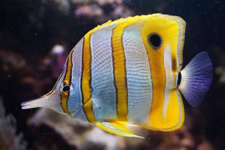 What is the smallest species of butterfly fish?