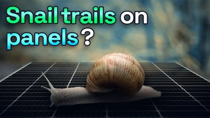 What is the snail trail in pregnancy?