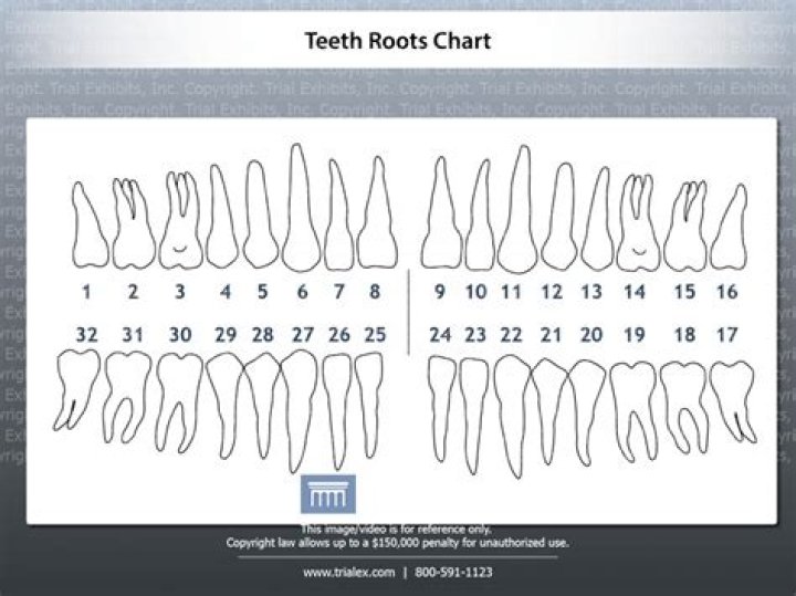 What is the term for a tooth with 3 roots?
