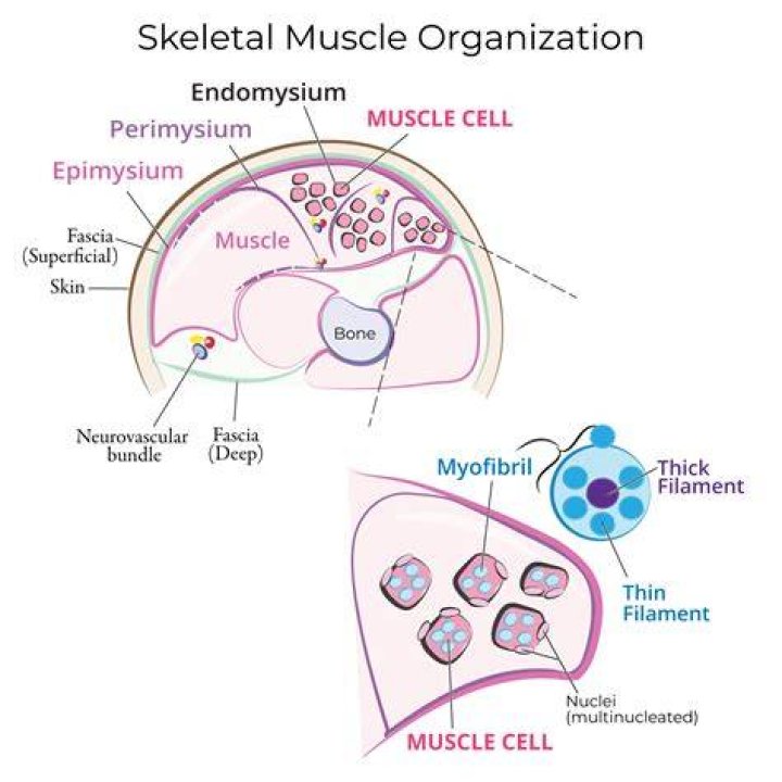 What is the term used for a skeletal muscle tumor?