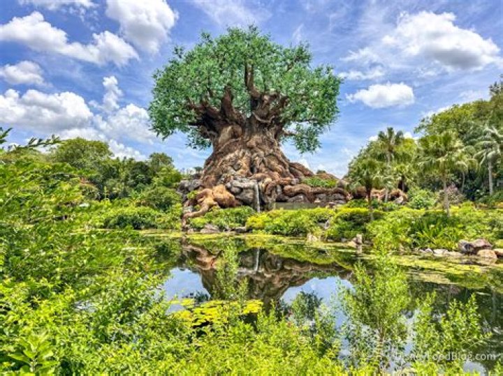 What is the tree with the crescent moon?