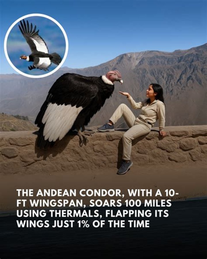 What is the wingspan of a macaw?