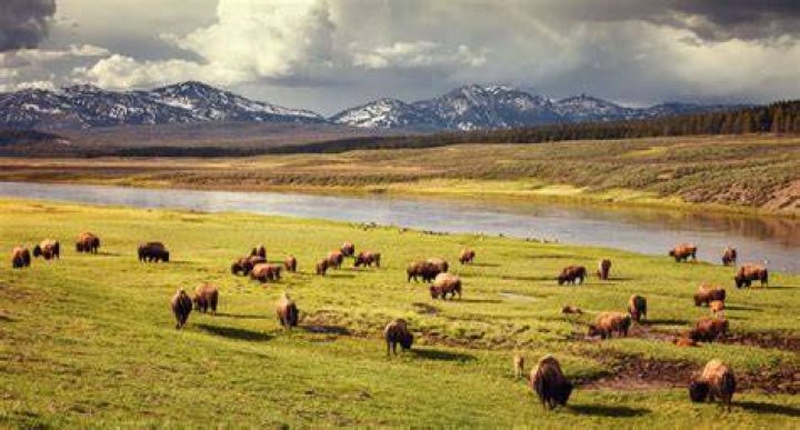 What is there to see in Buffalo Wyoming?