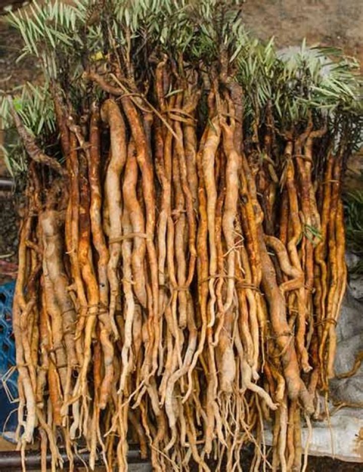 What is tongkat ali root used for?