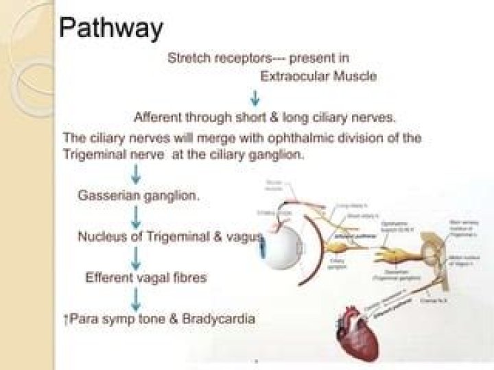 What is Vagally mediated?