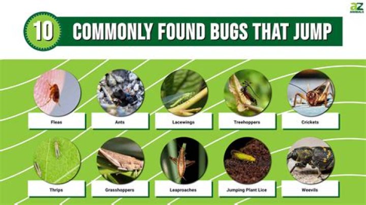 What kind of bugs can fly?