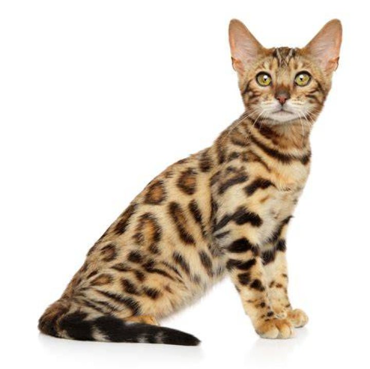What kind of cat has cheetah spots?