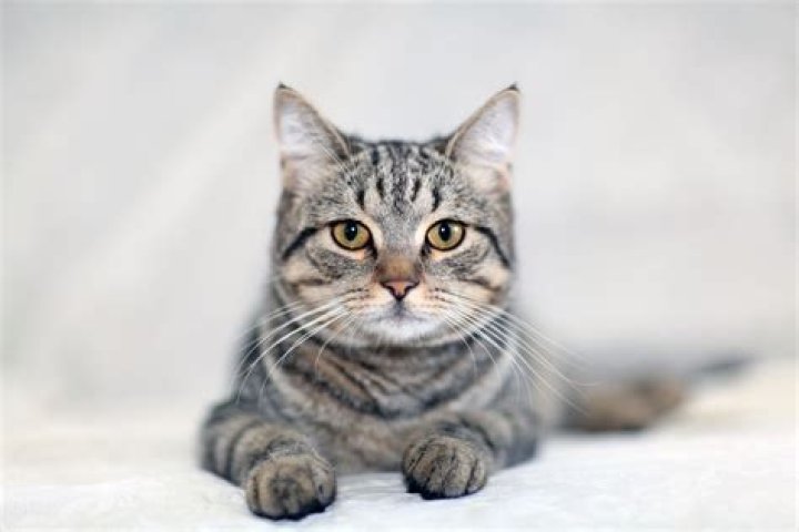 What kind of cat is a GREY tabby?