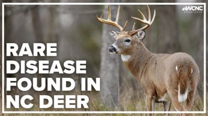 What kind of deer are in Alabama?