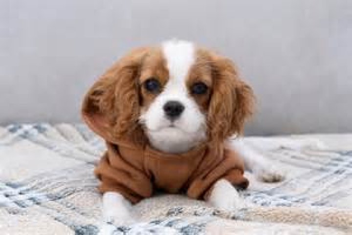 What kind of dog doesn't bark a lot?