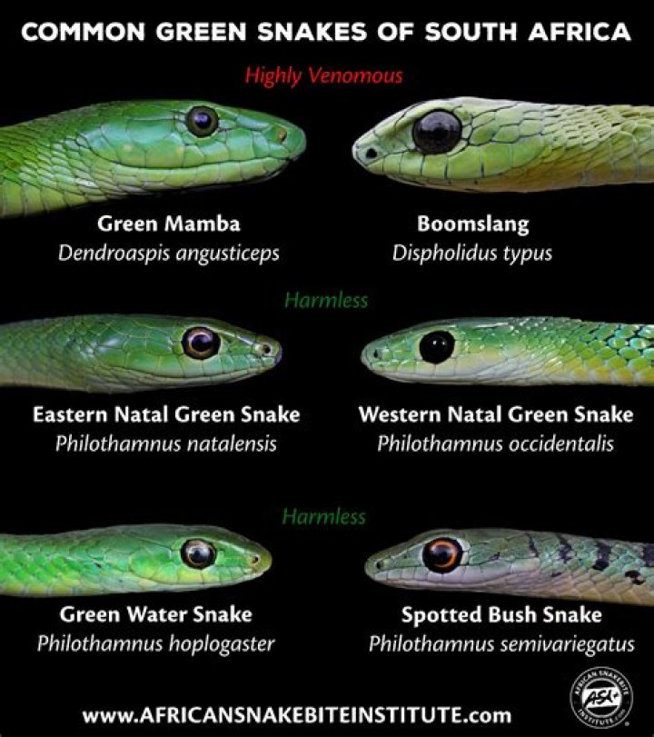 What kind of snakes are in CT?