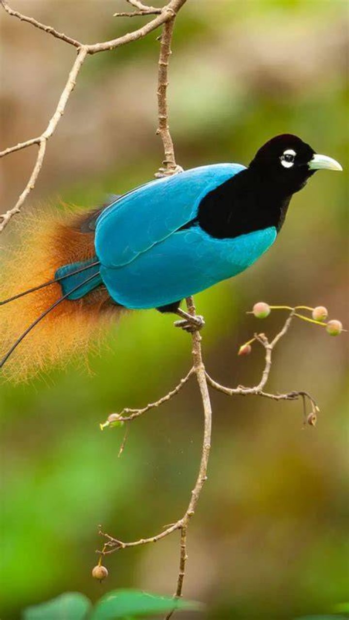 What makes a bird a bird of paradise?