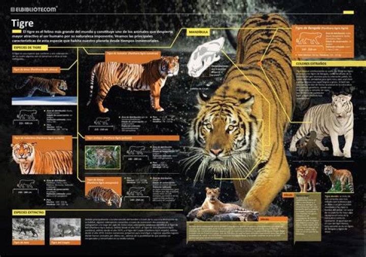 What makes a Tiger a good predator?