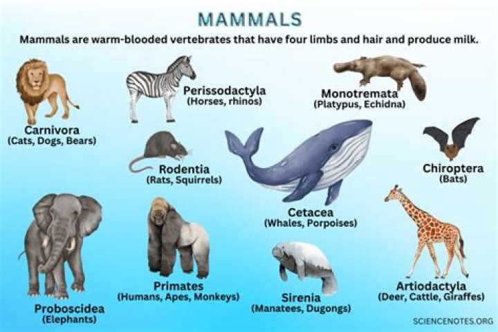 What mammals do not have nipples?